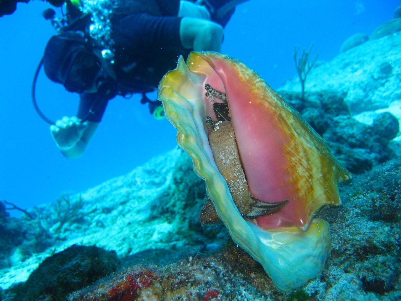 diving-ocean-coral-sea-water-tropical-dive-underwater-marine-nature-reef-scuba-conch-shell-seashell-crustacean-scuba-conch-conch-conch-conch-conch-1707765 diving, ocean, coral, sea, water, tropical, dive, underwater, marine, nature, reef, scuba, conch, shell, seashell, crustacean, scuba, conch, conch, conch, conch, conch-1707765.jpg