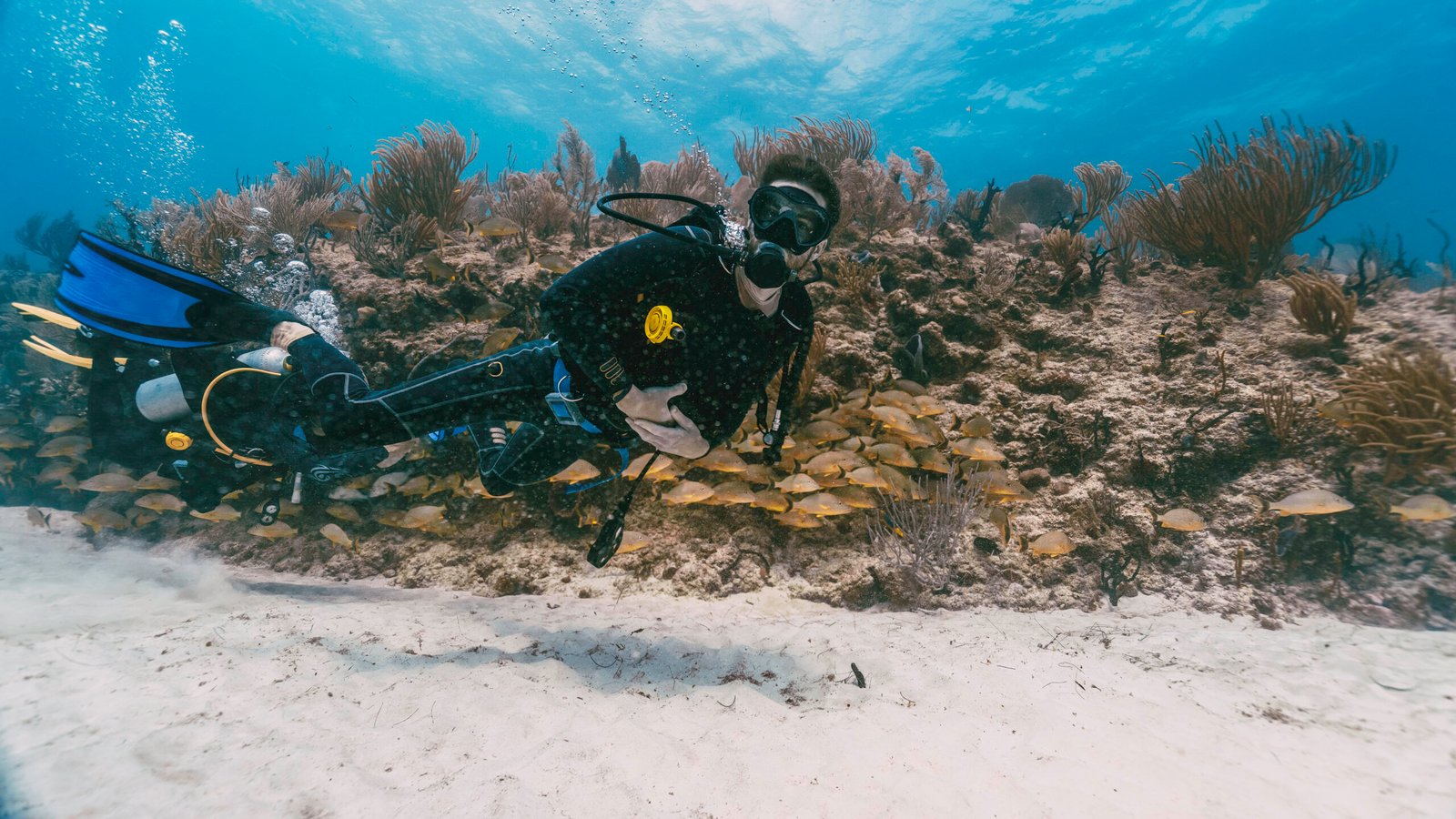 scuba diver swimming among school of fish scuba diver swimming among school of fish